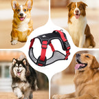 Sumoravibe - Pettorina per cani No Pull con guinzaglio e collare LED